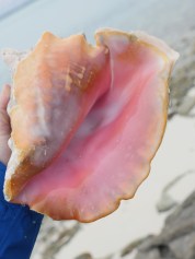Conch Capture