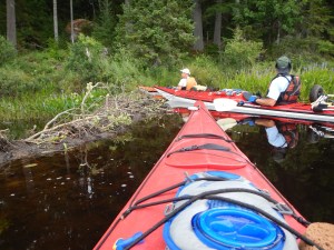 Leave it to Beaver to Block the River
